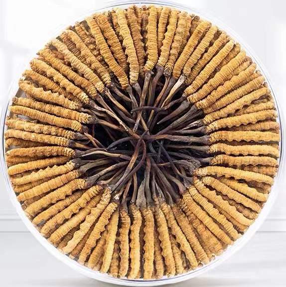 麦盖提冬虫夏草回收